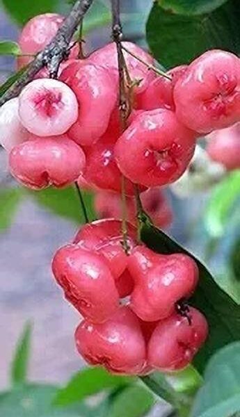 Rose apple red