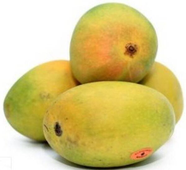 Mango Alponsho