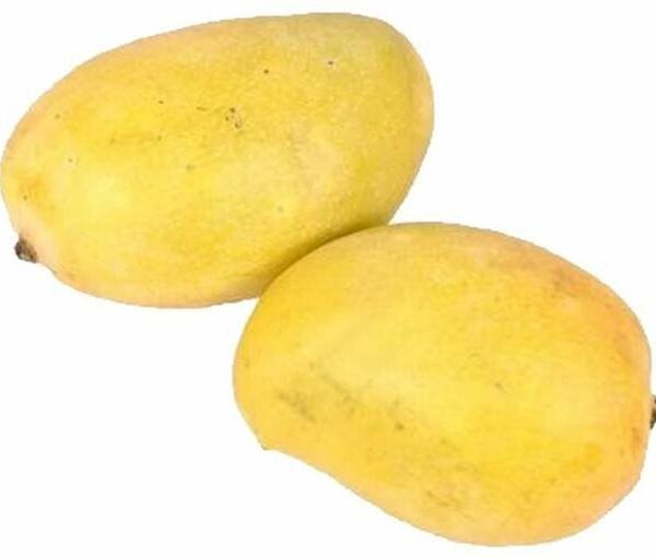 Mango Kesar