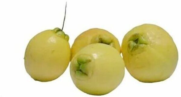 Paneer Fruit