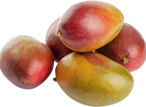 Mango Kent Imported