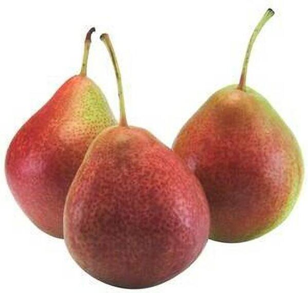 Pear Beauty Red