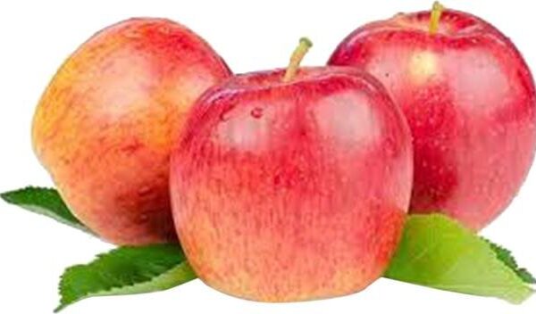 Apple Roya Gala Regular