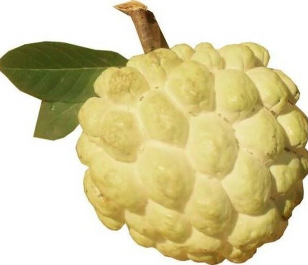 Custard Apple Golden