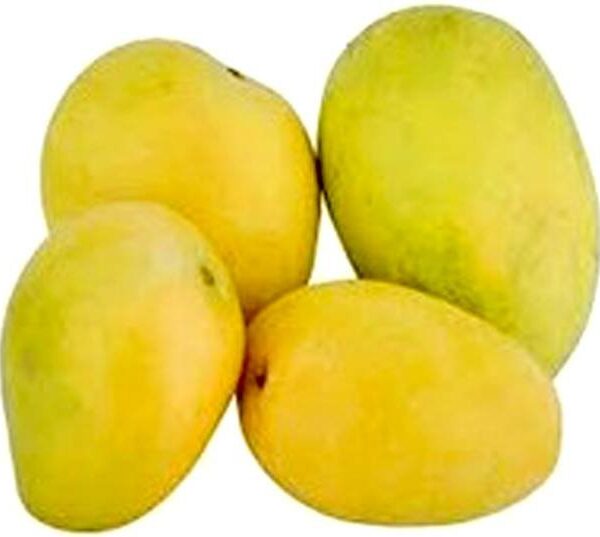 Mango Banganapalli Premium