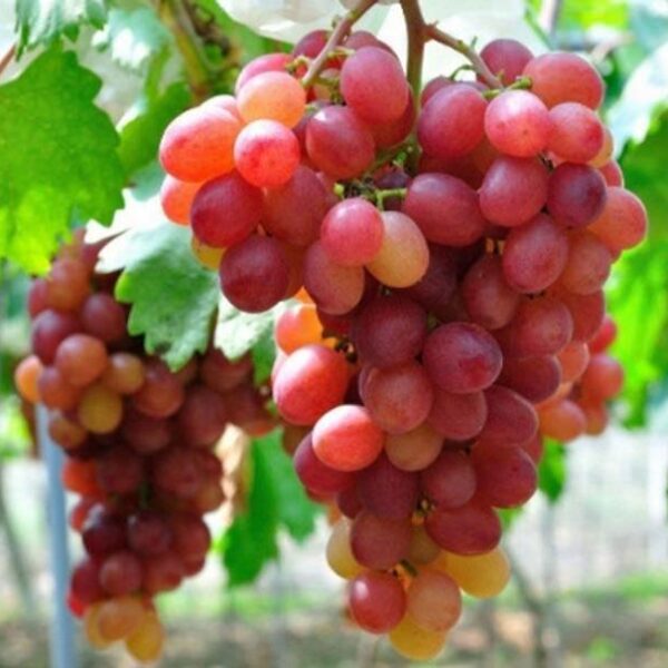 Grapes Red Globe - Indian